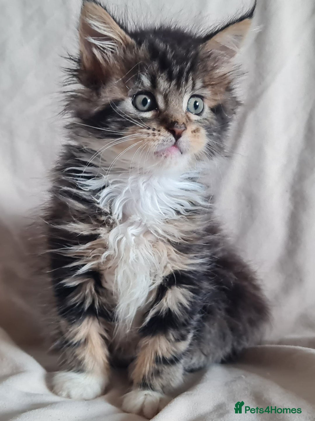 Maine Coon cats for sale: 100% Maine Coon Kittens DNA HEALTH TESTED PARENTS  - Image 13