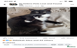British Longhair cats for sale: Honey’s Kittens!  - Image 26