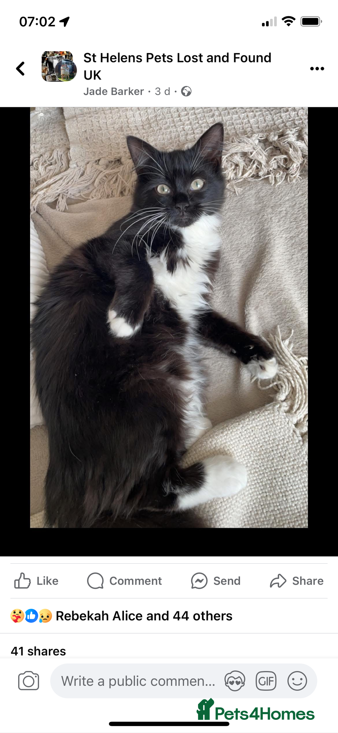 British Longhair cats for sale: Honey’s Kittens!  - Image 26