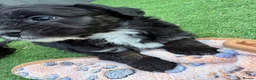 Mixed Breed dogs for sale: Ready to leave!!! - Advert 8