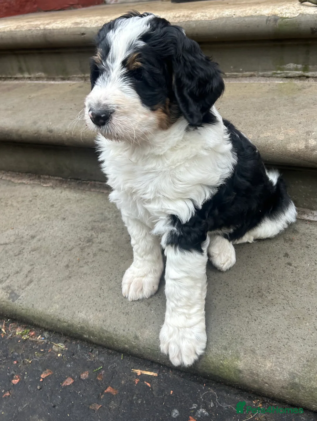 Bernedoodle dogs for sale: Beautiful Bernedoodles - Advert 40