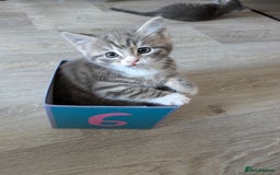 Perdoll cats for sale: Beautiful perdolls  - Image 3