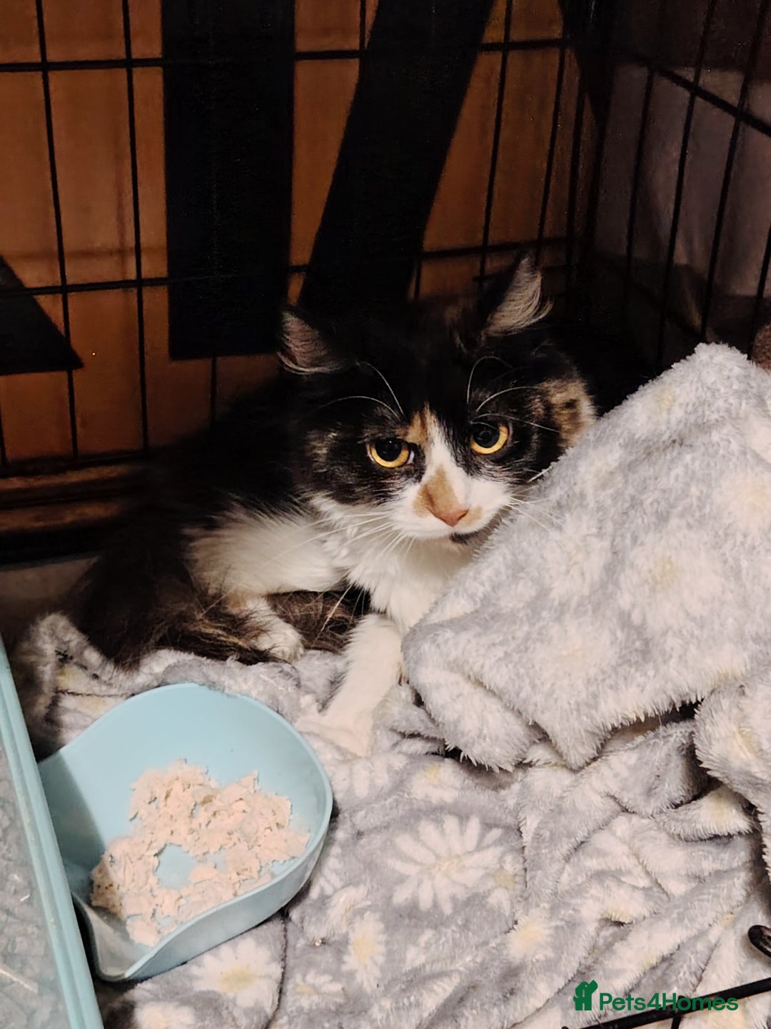 British Longhair cats for sale: Adult female cat  - Advert 2