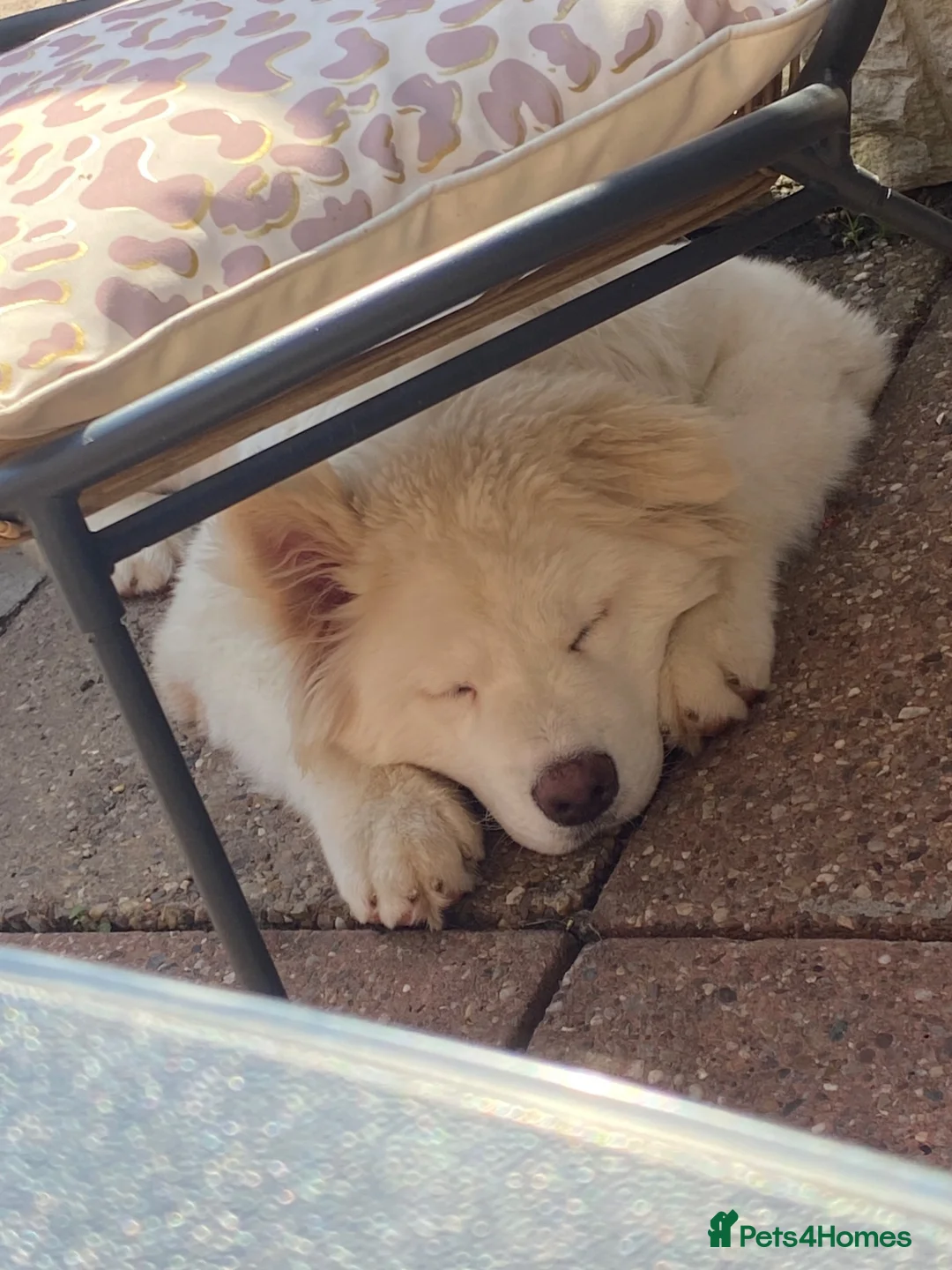 Akita dogs for sale: Fluffy female white American akita  - Advert 1