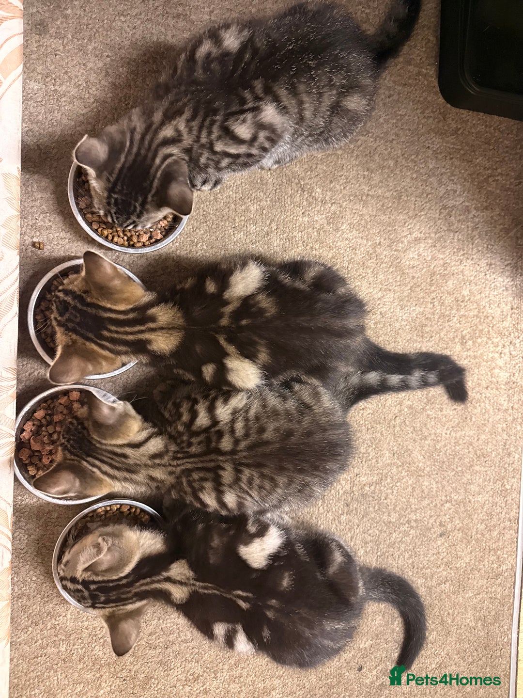 Domestic Shorthair cats for sale: Tabby x domestic short hair  - Image 7