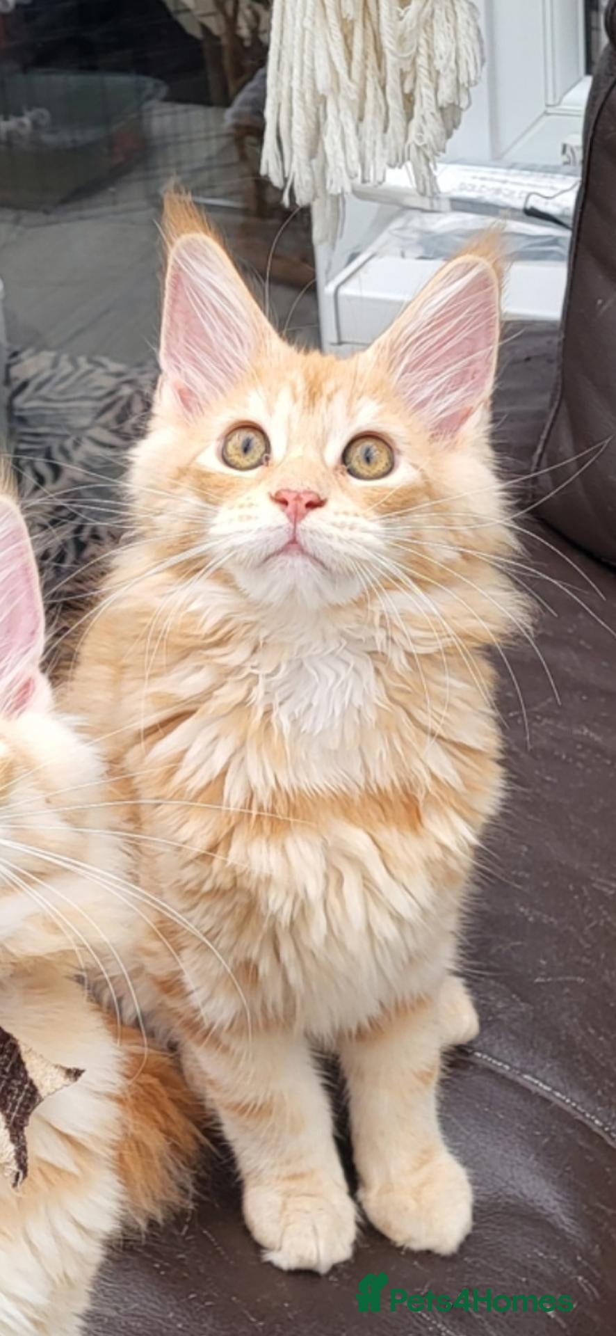 Maine Coon cats Maine Coon kittens ready now - Advert 1