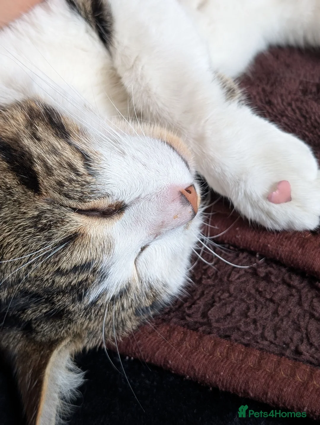 Bengal cats for sale: Beautiful Male Tabby cat- Shado in Liverpool - Advert 2