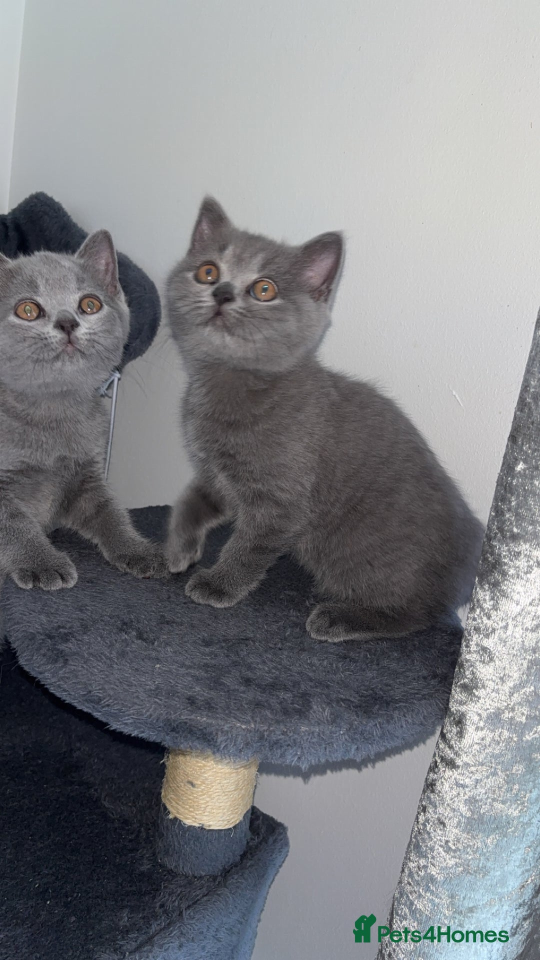British Shorthair cats for sale: Pure breed British shorthairs  - Image 15