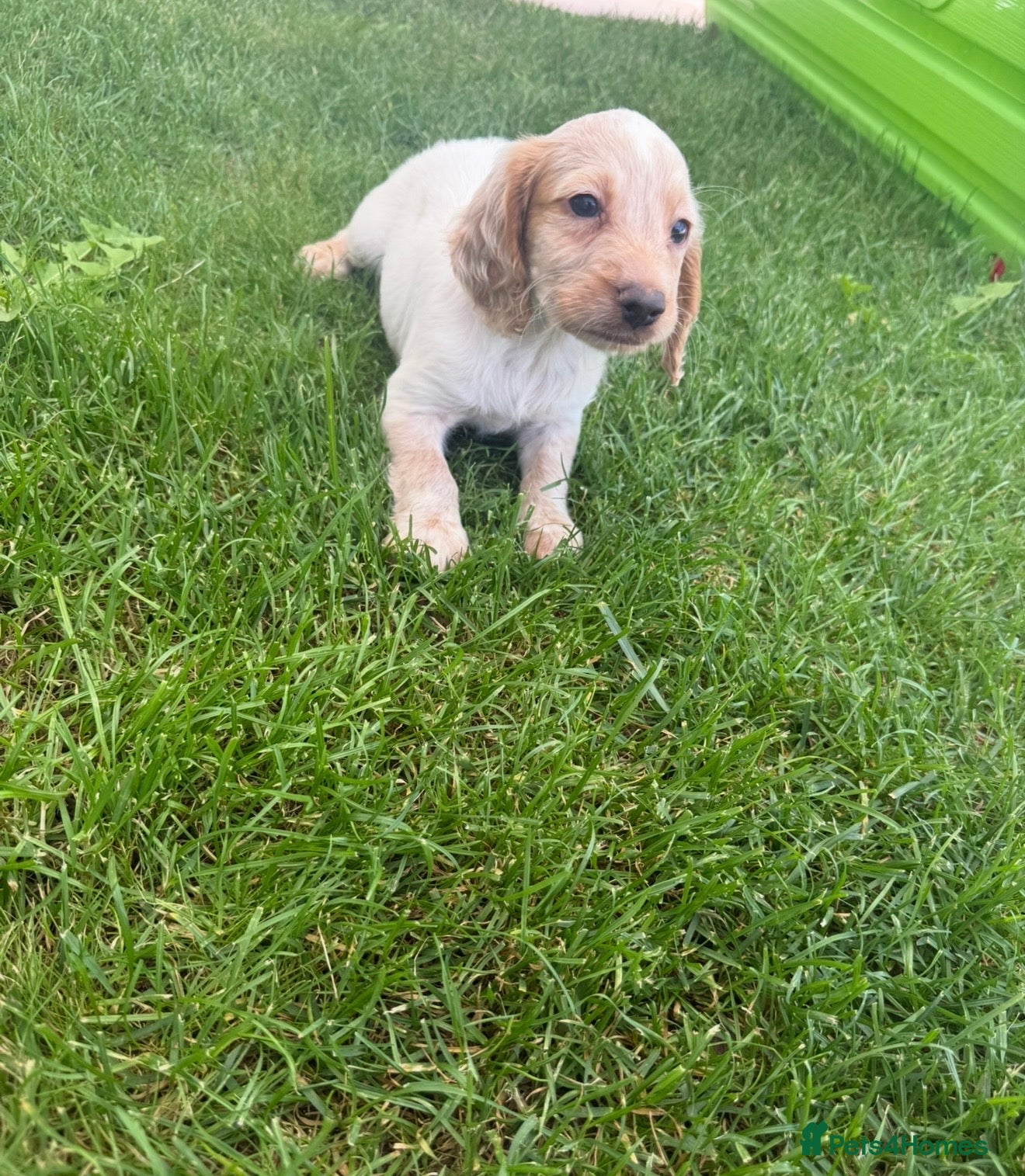 Cocker Spaniel dogs Cocker spaniel puppies  - Advert 4