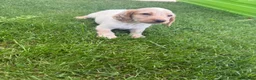 Cocker Spaniel dogs for sale: Cocker spaniel puppies  - Advert 5