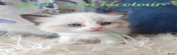 Ragdoll cats for sale: GCCF REGISTERED BEAUTIFUL RAGDOLLS KITTENS  - Advert 12