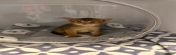 Abyssinian cats for sale: Pedigree Abyssinian kittens  - Advert 12