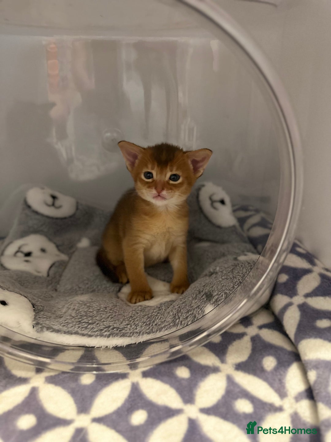 Abyssinian cats for sale: Pedigree Abyssinian kittens  - Advert 12