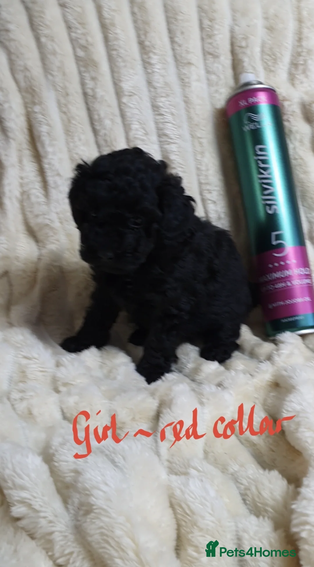 Toy Poodle dogs for sale: Tiny Toy Poodle puppies ready to leave 1st March - Advert 2