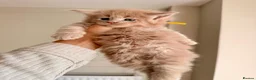 Maine Coon cats for sale: Stunning chunky Mainecoons  in Teignmouth - Advert 28