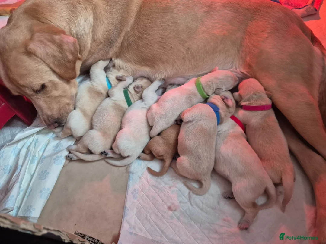 Goldador dogs for sale: Retriever Puppies for sale  - Advert 12