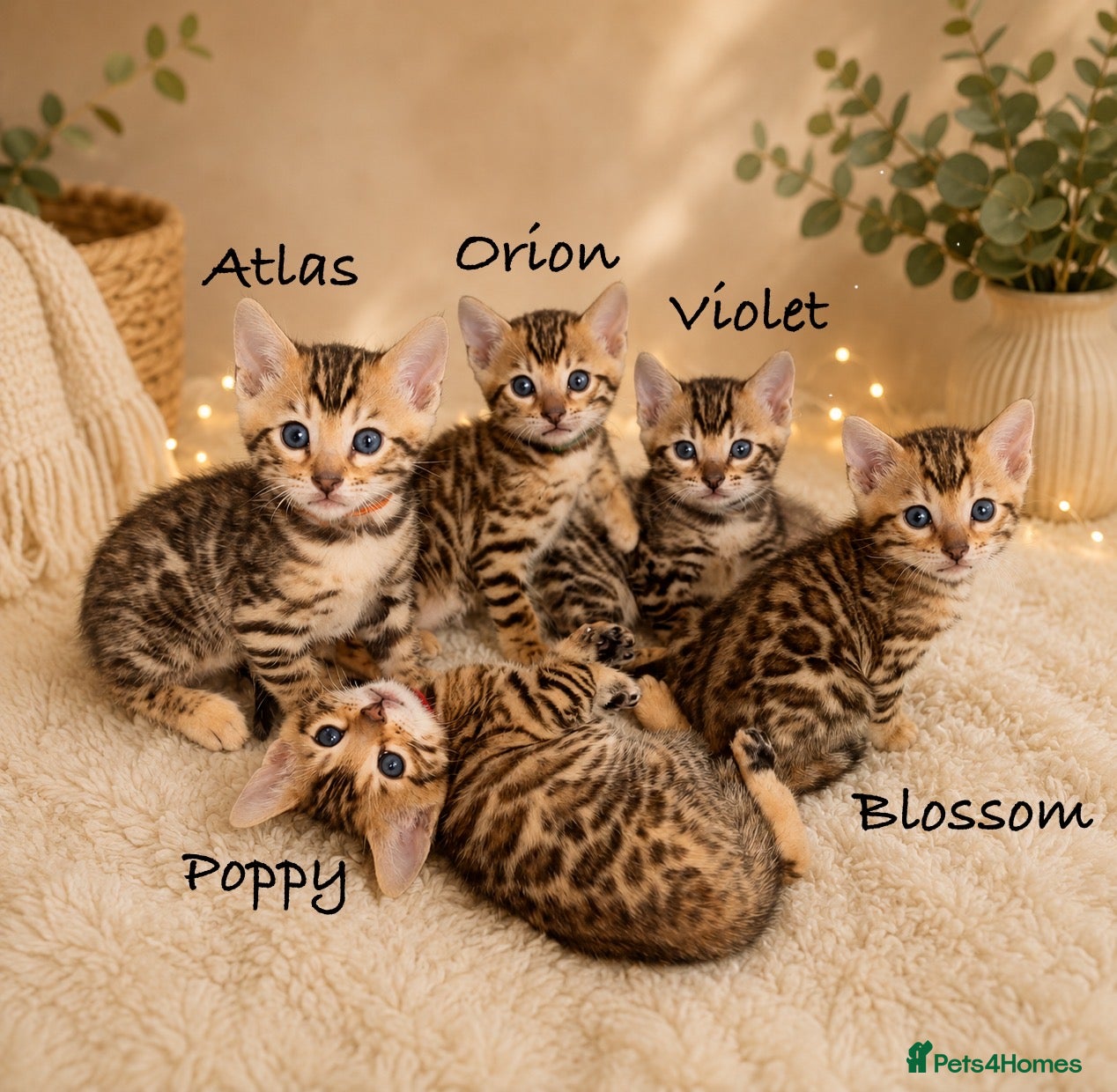 Bengal cats for sale: 🎬 Little Leopard Diaries | TICA Bengal Kittens 🌟 - Advert 2