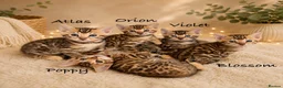 Bengal cats for sale: 🎬 Little Leopard Diaries | TICA Bengal Kittens 🌟 - Advert 1