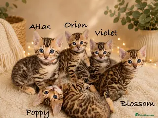 Bengal cats for sale: 🎬 Little Leopard Diaries | TICA Bengal Kittens 🌟 - Advert 2