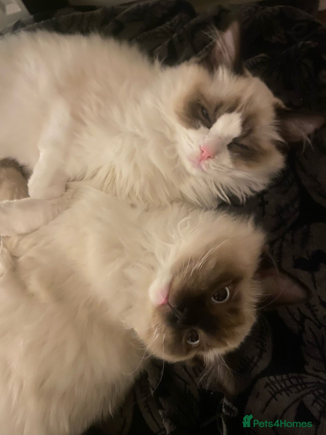 Ragdoll cats for sale: Beautiful girl for loving home  - Image 8