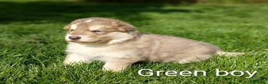 German Shepherd Puppy 5