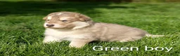 German Shepherd dogs for sale: Gorgeous German Shepherd pups for sale - Advert 20