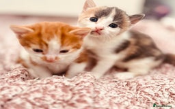 Mixed Breed cats for sale: Gorgeous kittens  - Image 16