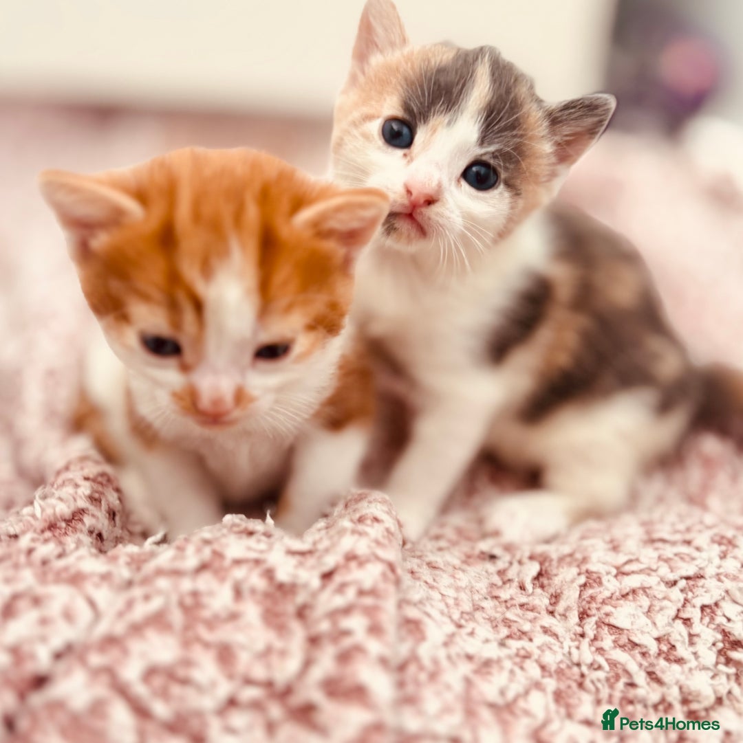 Mixed Breed cats for sale: Gorgeous kittens  - Image 16