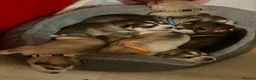 Utonagan dogs for sale: 7 stunning husky/malamute puppies in Waltham Abbey - Advert 28
