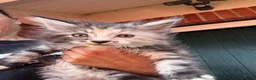 Mixed Breed cats for sale: Beautiful maine coon cross persian kittens  - Advert 12