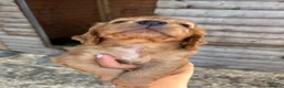 Cocker Spaniel dogs for sale: Cocker Spaniel pups  in Seaham - Advert 6