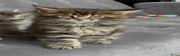 Maine Coon cats for sale: First kittens of GCCF Maine coon Champ for sale  - Advert 4