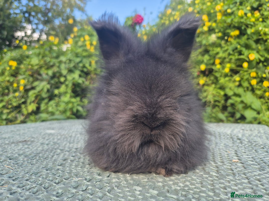 Angora rabbits for sale: 😍Large Angora babies- parents imported from 🇫🇷  - Image 12