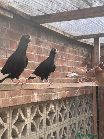 Pigeons birds - Advert 10