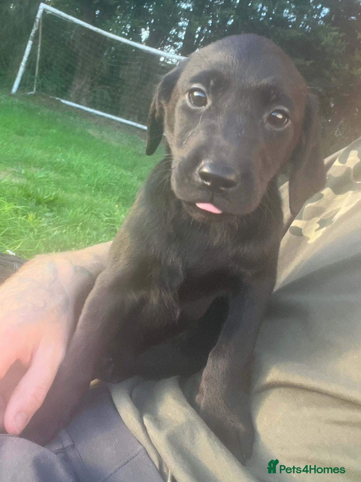 Labrador Retriever dogs Beautiful black labrador pups - Advert 2