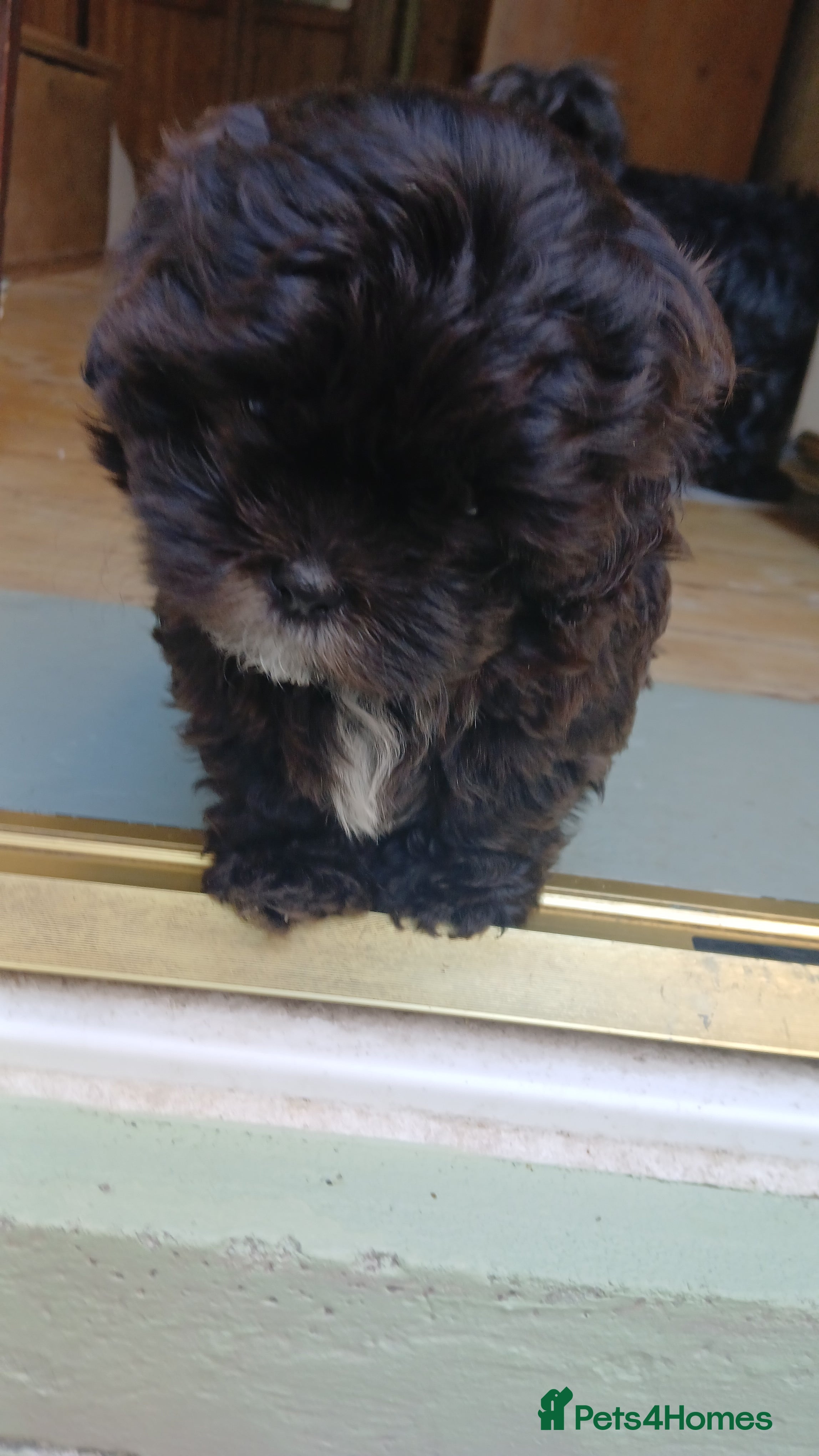Shihpoo dogs Rosie Rose Bud kc registered father - Advert 1