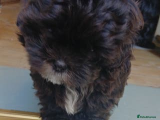 Shihpoo dogs Rosie Rose Bud kc registered father - Advert 1