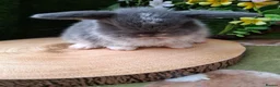 Mini Lop rabbits for sale: 4 Gorgeous mini lops for sale - Advert 3