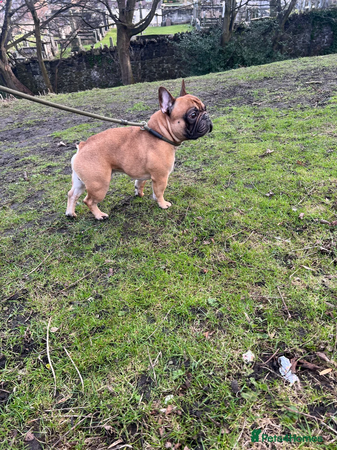 French Bulldog dogs for stud: Mani standard red silver fbce RFG 1  in Edinburgh - Advert 20