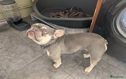 French Bulldog dogs for sale: Female French Bulldog  - Image 3