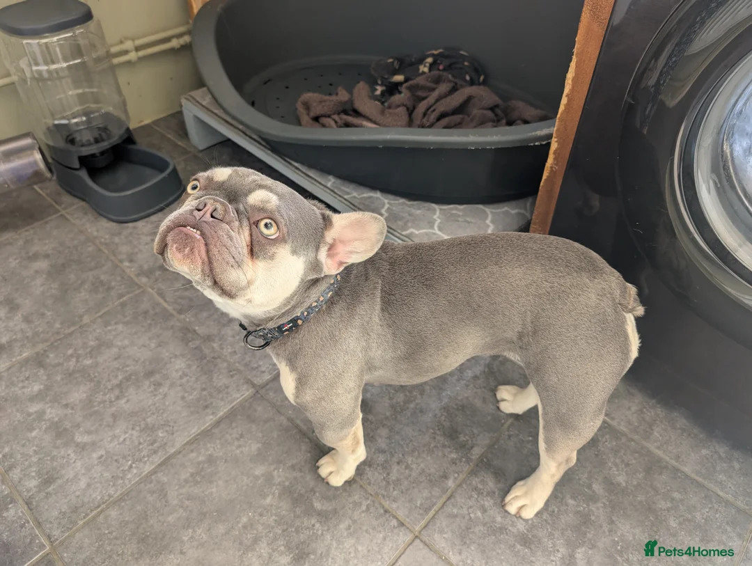 French Bulldog dogs for sale: Female French Bulldog  - Advert 3