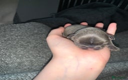 French Bulldog dogs for sale: French bulldog puppies for sale!!  - Image 21