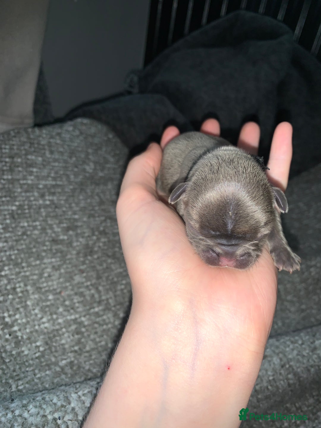 French Bulldog dogs for sale: French bulldog puppies for sale!!  - Image 21