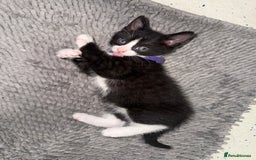 Mixed Breed cats for sale: Beautiful Kittens for sale!  - Image 5