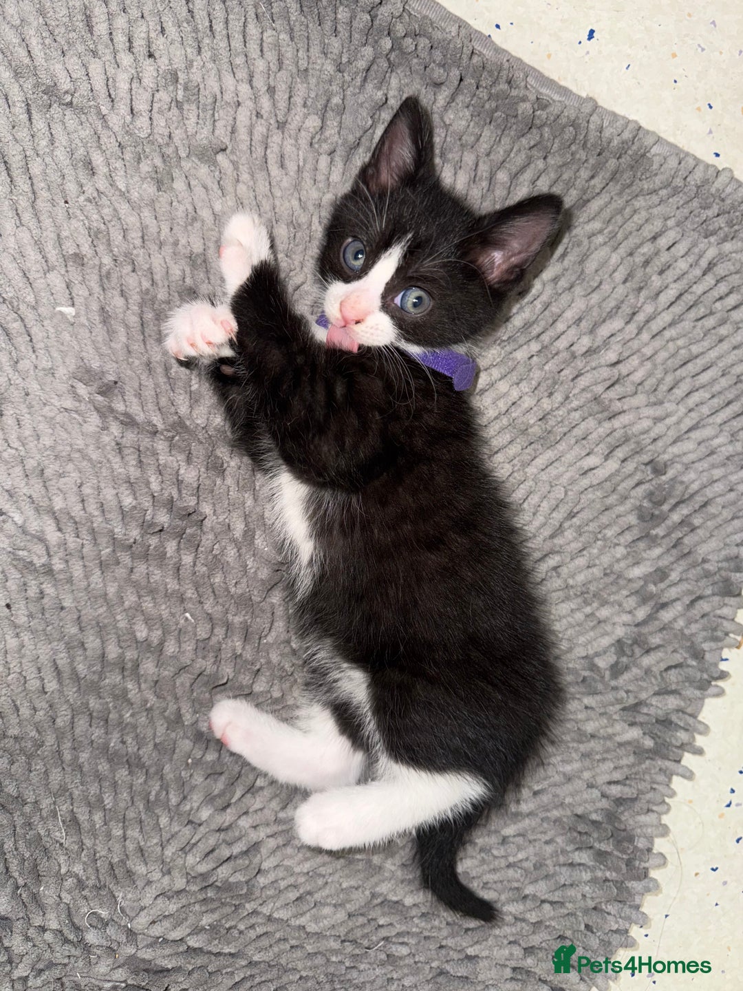 Mixed Breed cats for sale: Beautiful Kittens for sale!  - Image 5