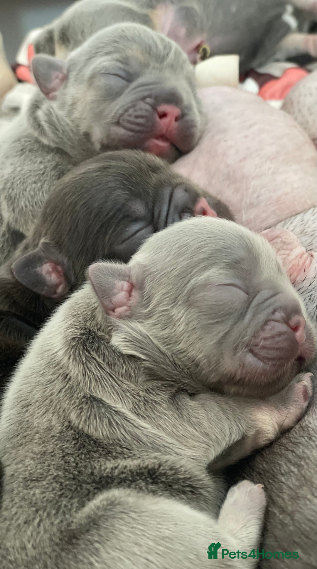 French Bulldog dogs for sale: 🌸Isabella,Rojo,Lilac,Blue,Chocolate🌸 - Advert 19