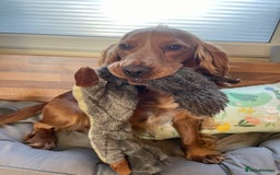 Cocker Spaniel dogs for stud: Proven Working Red Cocker Spaniel STUD - Advert 4