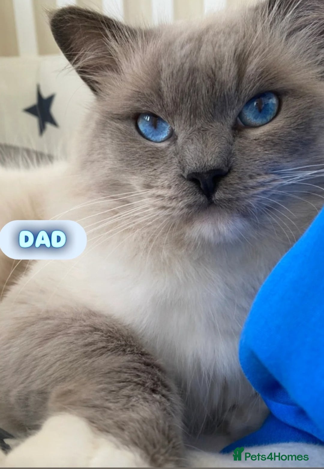 Ragdoll cats for sale: Beautiful Chunky Pure Breed Ragdoll kittens - Image 13