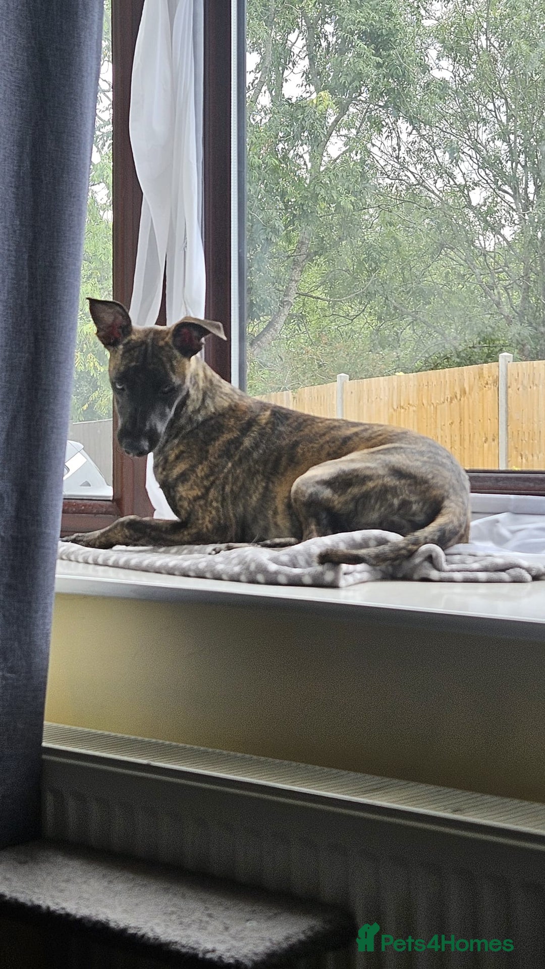 Mixed Breed dogs for sale: Whippet x lakeland terrier - Image 10
