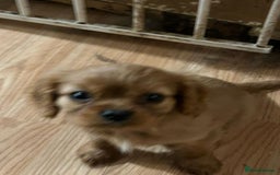 Cavalier King Charles Spaniel dogs for sale: 3 delightful Cavalier King Charles Spaniel Pups - Image 2